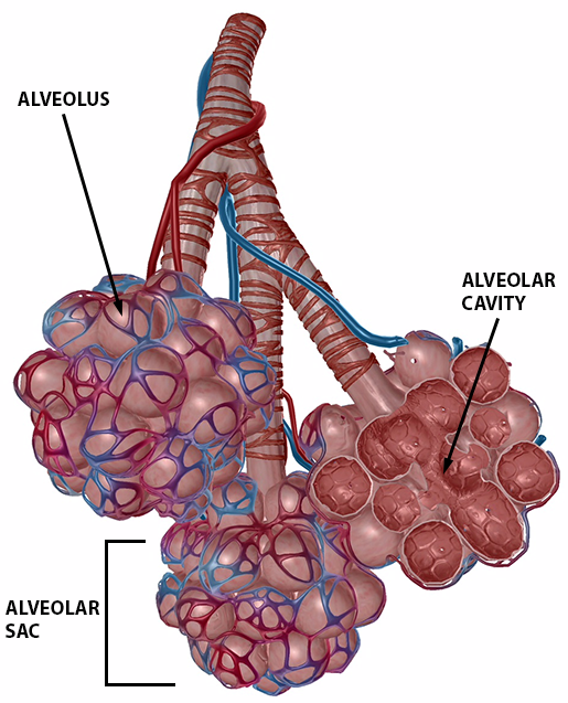 Alveolus Anatomy Anatomical Charts & Posters